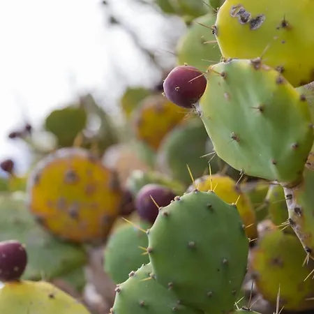 Fonte Da Rocha - Pias Apartment