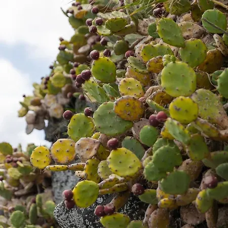 Fonte Da Rocha - Pias * Relva (Azores)