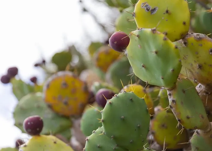 Fonte Da Rocha - Pias Διαμέρισμα