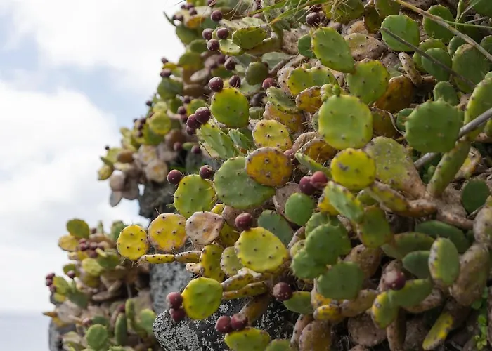 Fonte Da Rocha - Pias * Relva (Azores)
